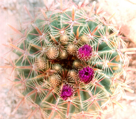 bloom