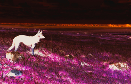 dogonmars