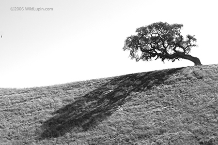 gregsranch012