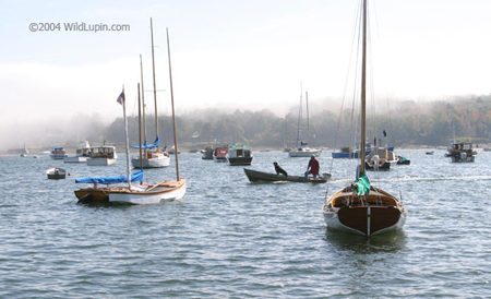 maine029