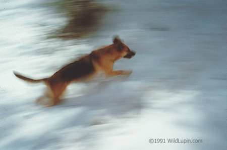 snowrun