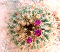 bloom