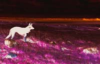 dogonmars