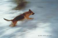 snowrun