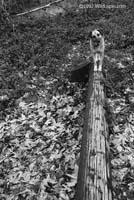stormlog1